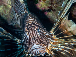 Common Lionfish - Pterois miles by Stefanos Michael 